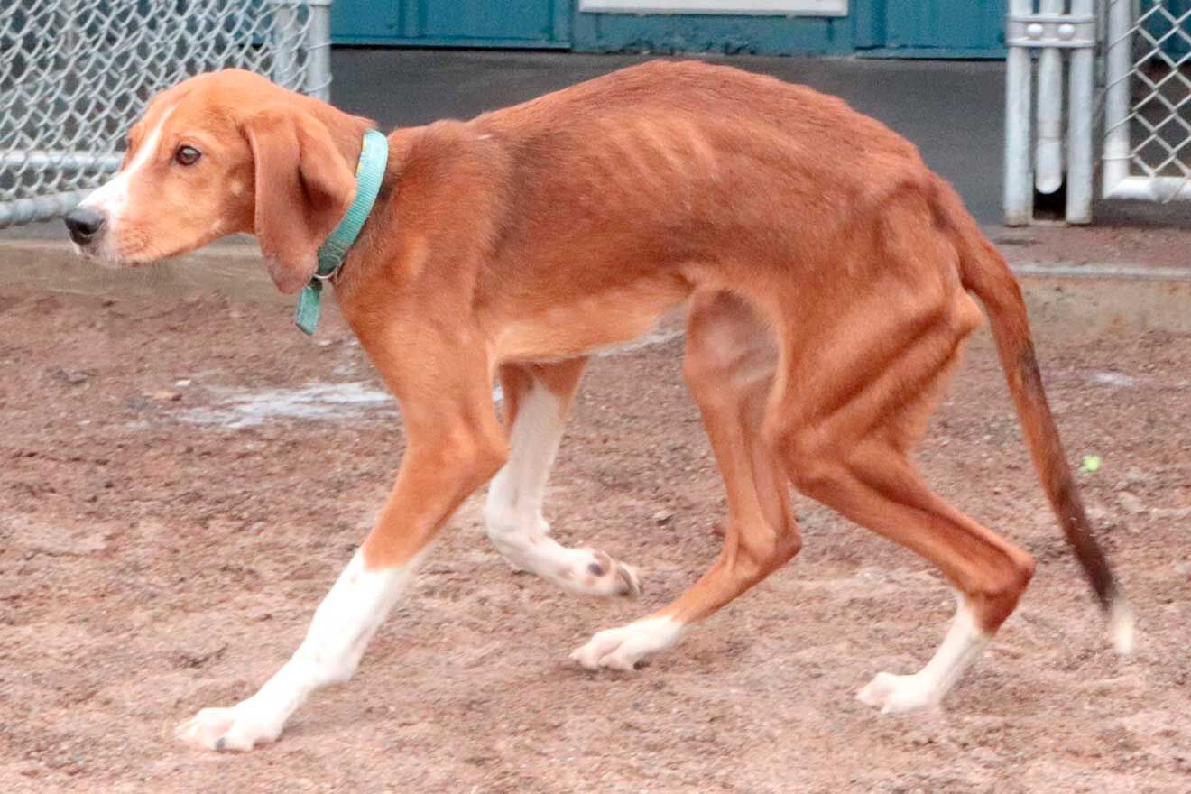 Tally-(Darla)-WEB.jpg